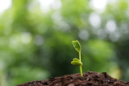 “土から芽を出したばかりのインゲンの新芽"