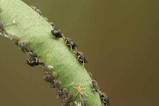 “インゲンの茎に密集する黒いアブラムシの群れ。吸汁被害による生育不良を防止するための、病害虫対策セクションのイメージ画像"