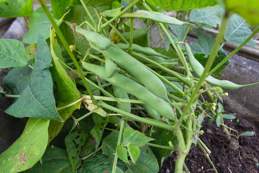 “インゲンの株元。地面に近い場所で、太く成長した瑞々しいインゲンが重なり合うようにたくさん実っている様子"