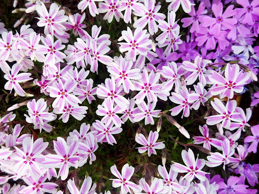 “ストライプ柄が特徴的な芝桜・キャンディストライプ"