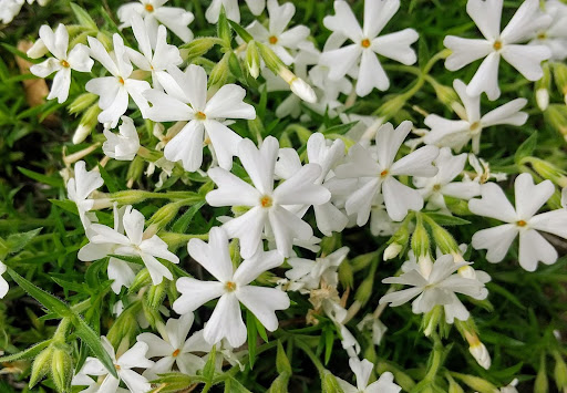 “純白の芝桜・リトルドット"