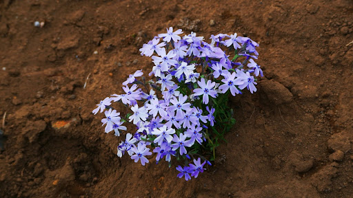 “茶色の土から咲く、淡い紫色の芝桜"
