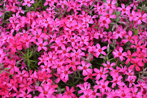 “一面に広がるピンク色の芝桜の絨毯"