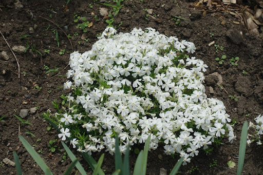 “茶色の土の上にこんもりと一塊になって咲く、純白の芝桜"