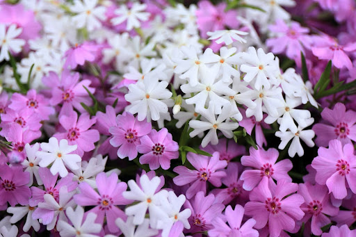 “白と淡いピンクの芝桜が入り混じって咲く様子"