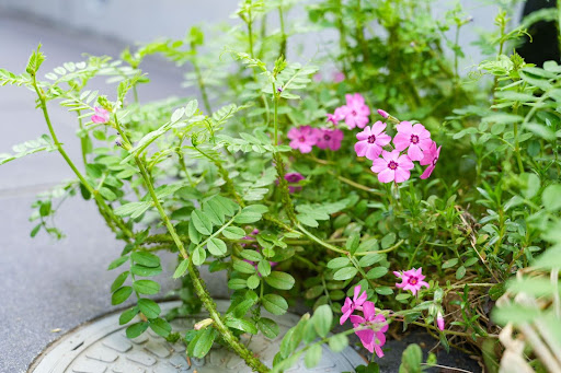 “マンホールの蓋の近く、カラスノエンドウなどの雑草に混じって、明るいピンク色の芝桜が数輪咲いている様子"