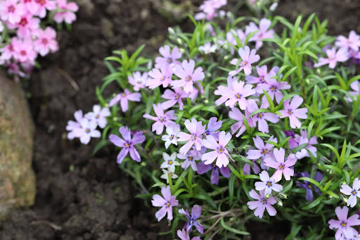 “湿った土の上に咲く、淡い紫色とピンク色の芝桜の小株"