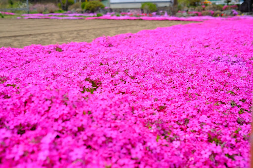 “手前から奥へと絨毯のように広がる、満開の鮮やかなピンク色の芝桜"