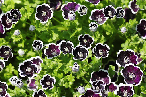 “黒に白い縁取りがおしゃれなネモフィラ・ペニーブラック"