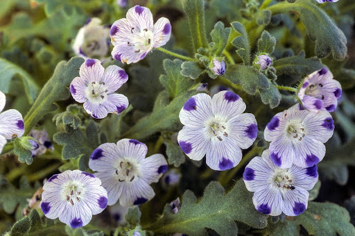 “紫色の斑点が特徴的なネモフィラ・マキュラータ"