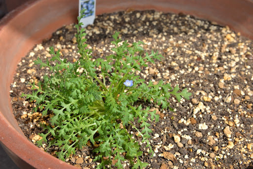 “鉢植えされた幼苗のネモフィラ"
