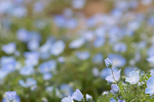 “空に向かって真っ直ぐに伸びるネモフィラの蕾。淡いブルーの蕾が今にも開きそうな様子と、背景に広がる満開の青い花々のぼかし背景""