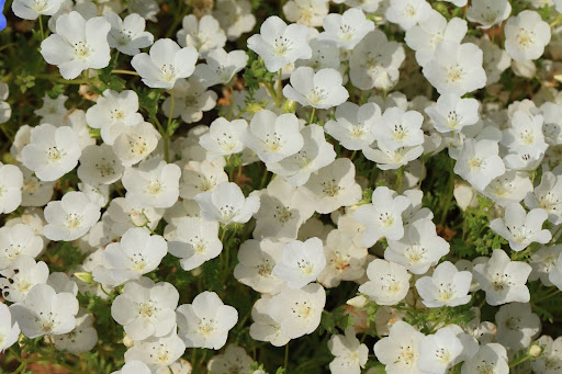 “純白の花びらに微細な黒い斑点が入るネモフィラ・スノーストームの群生"