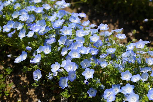 “花壇に沿って帯状に群生するネモフィラ"