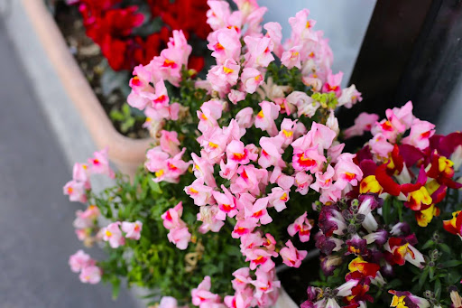 “プランターに寄せ植えされたピンク、赤、紫のキンギョソウ"