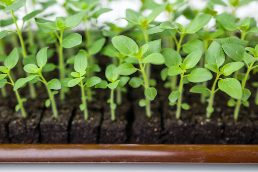 “育苗トレイで整然と育つキンギョソウの若い苗"