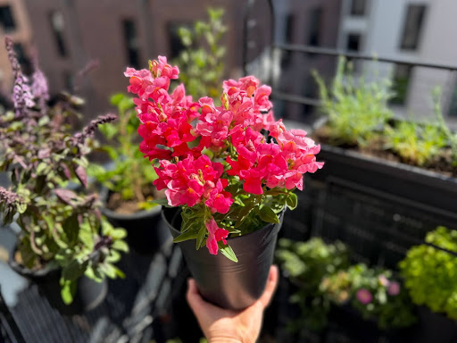 “日当たりの良いベランダで、手に持った黒いビニールポットに植えられた濃いピンク色のキンギョソウ"