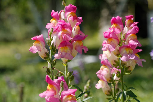 “鮮やかなピンクと黄色のグラデーションが美しいキンギョソウの花"
