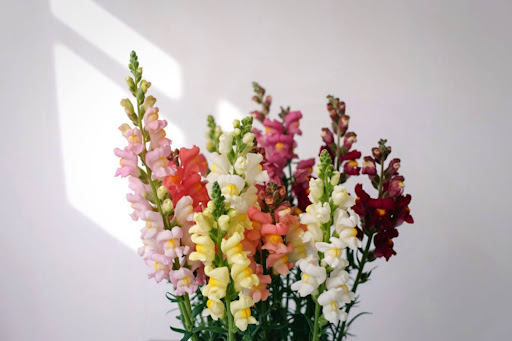 “白、ピンク、オレンジ、深紅、黄色など、多彩な色のキンギョソウの切花"