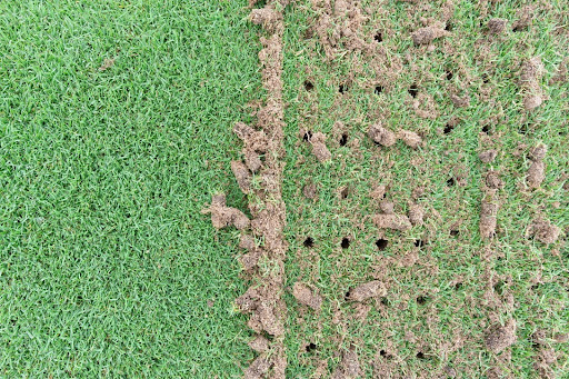 “エアレーション作業で等間隔に穴が開けられ、土が取り出された状態の芝生"