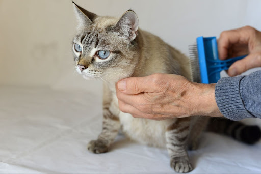 “飼い主に首元を撫でられながら、スリッカーブラシでブラッシングされる猫"