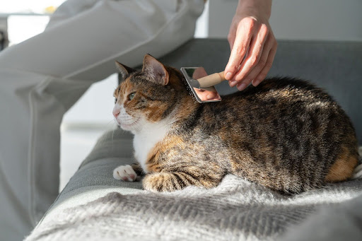 “飼い主のひざ元で、金属製のコームを使いブラッシングされる猫"