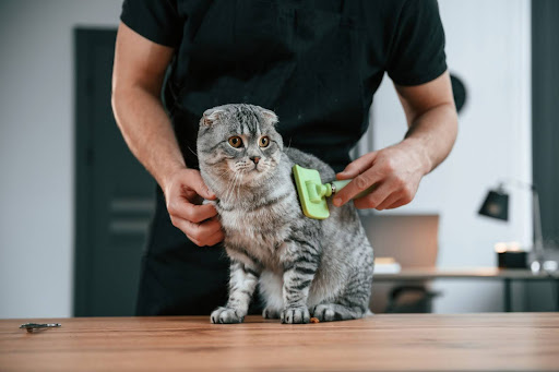 “飼い主に首元を優しく支えられ、緑色のスリッカーブラシでブラッシングされる猫"