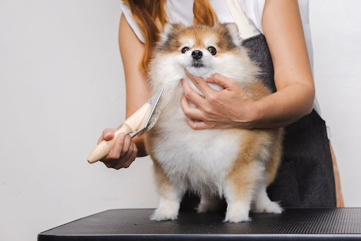 “プロのトリマーがポメラニアンの豊かな胸元の毛を、木製ハンドルのスリッカーブラシで優しくブラッシングする様子"