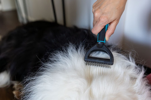 “白黒の長毛犬の背中を、アンダーコート除去用のレーキブラシでブラッシングする様子"