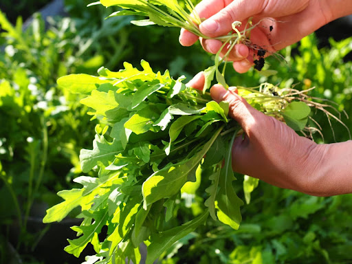 “家庭菜園で収穫したルッコラ"