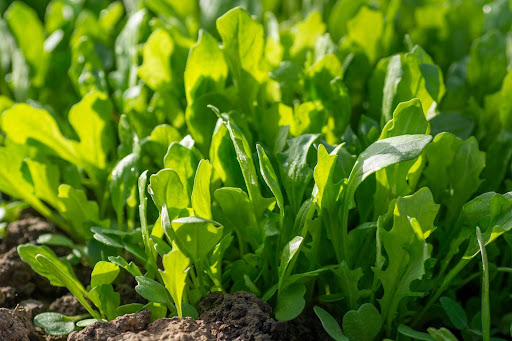 “生育旺盛なルッコラ"