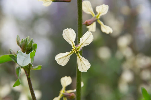 “トウ立ちして花がついたルッコラ"