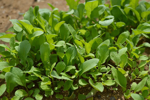 “病害虫に負けずに元気に育つルッコラ"