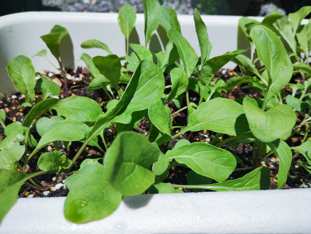 プランターで栽培しているルッコラ