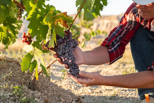“葉の間から覗く、たわわに実った黒ブドウの房。家庭菜園でのブドウ栽培の収穫イメージ"