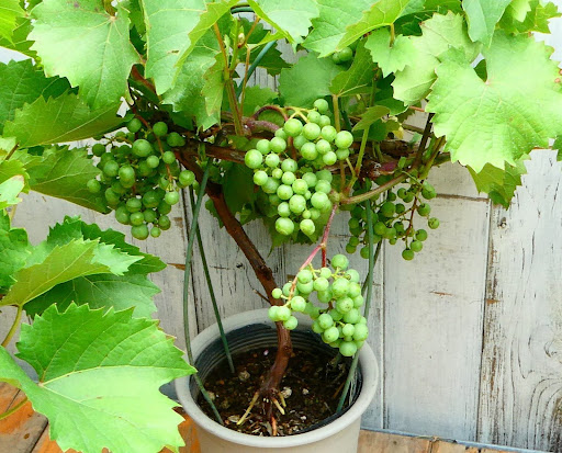“鉢植えで栽培されている、まだ青い実が房状にたくさんなったブドウの木"