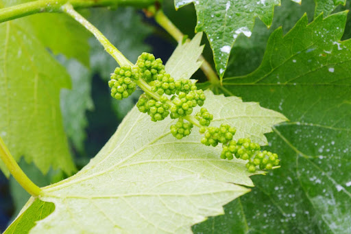 “ブドウの開花前に形成された小さな粒状の蕾（花穂）のアップ"