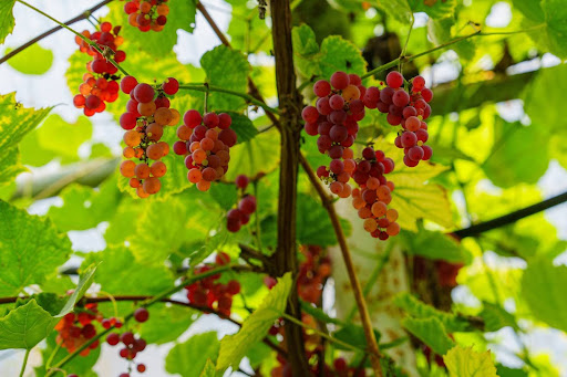 “ブドウ棚に吊り下がる、赤く色づき始めたデラウェアのような小粒のブドウの房"