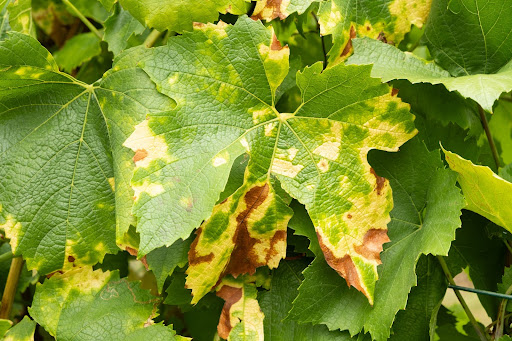 “黄色や茶色の斑点が広がり、病気の兆候が見られるブドウの葉の表面"