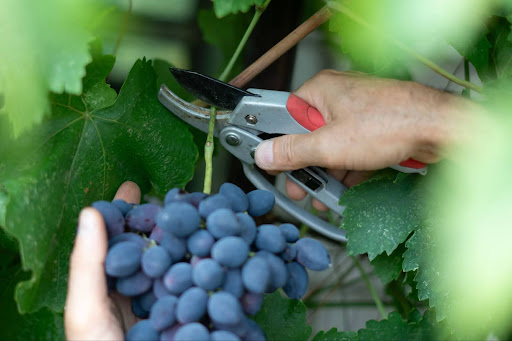 “深く色づいた大粒の黒ブドウを、剪定バサミを使って収穫する手元のクローズアップ"