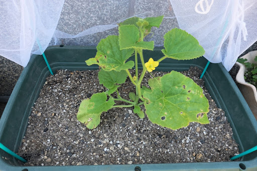 “プランターでメロンを栽培する準備。防虫ネットを設置した苗の様子"