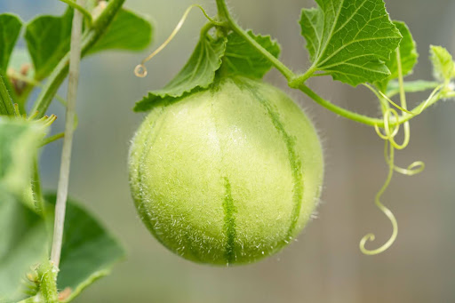 “メロン栽培の過程。まだ網目ができる前の、うぶ毛に包まれた若々しいメロンの実"