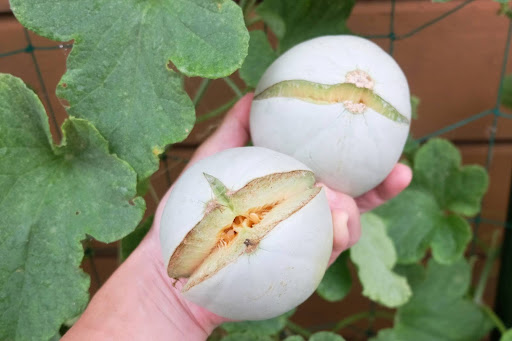 “メロン栽培の失敗例。水分管理ミスなどで表面が大きく割れた裂果（れっか）の様子"