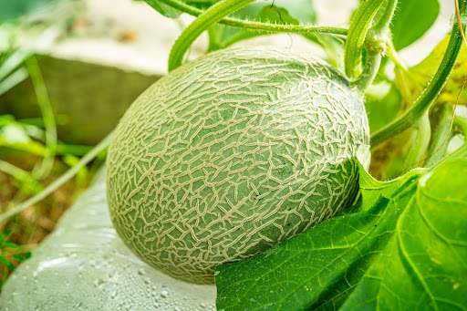 “家庭菜園でのメロン栽培の成功例。見事に網目が入った収穫間近の完熟メロン"