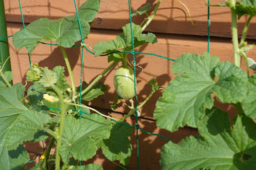 “メロンの病害虫対策。風通しの良い立体栽培で若実を健康に育てる様子"