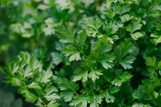 “収穫期を迎え、青々と大きく広がったイタリアンパセリの葉のクローズアップ"