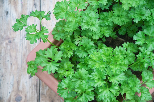 “ベランダ菜園に最適な、プラスチック製プランターで元気に育つパセリの寄せ植え"