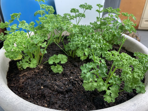 “丸型の鉢に植えられ、縮れた葉が次々と芽吹いている成長途中のカーリーパセリ"