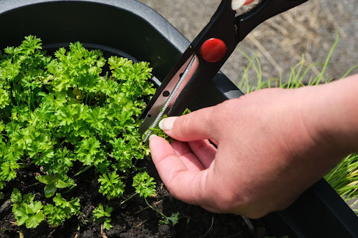 “プランターで育ったパセリの茎を、キッチンバサミを使って1本ずつ丁寧に収穫する様子"