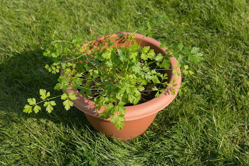 “芝生の上に置かれた丸いプランターで、風通しよくのびのびと育つイタリアンパセリ"